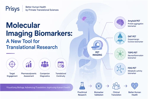 Molekuláris képalkotó biomarkerek: A transzlációs kutatás és gyógyszerfejlesz...
